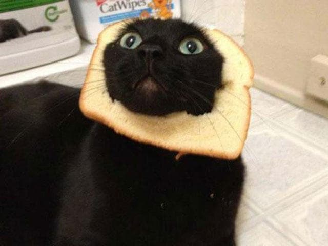 A cat with bread on its head